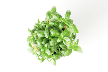 Fresh basil in a pot isolated on white background