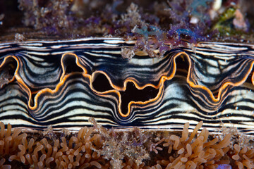 Detail of a pen shell, Atrina pectinata, growing on a coral reef in Indonesia. 