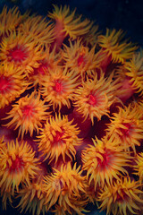 Colorful coral polyps, Tubastrea faulkneri, grow on a reef in Indonesia. These non-photosynthetic...