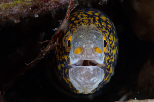 A Snowflake moray eel, Echidna nebulosa, peers out of a crevice in a coral reef. These small eels have a long larval life span and are found from the Red Sea to Panama.