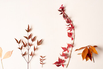Ramas y hojas rojizas de otoño sobre fondo blanco, fotografía cenital de estudio