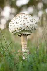 Close-up of a parasol mushroom at the edge of the fores
