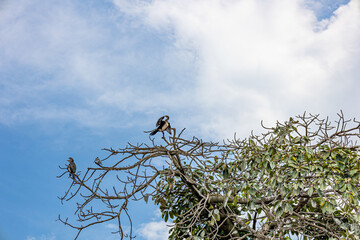 Vögel im Baum