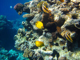 Chaetodon fasciatus or Butterfly fish in the expanses of the coral reef of the Red Sea, Sharm El Sheikh, Egypt