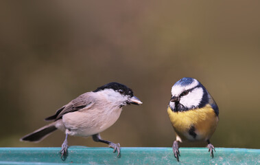 Blue tit and marsh tit sitting on blurred background