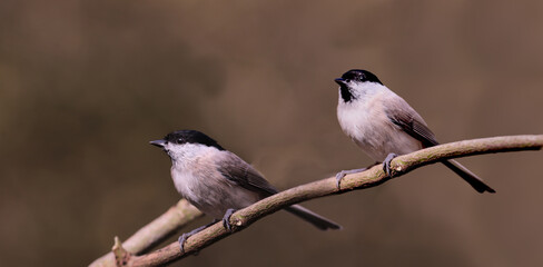 Obraz premium Pair of marsh tits sitting on the same branch on a blurred background