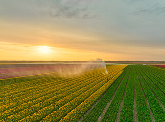 Irrigation of bulbfields / tulip fields in The Netherlands.