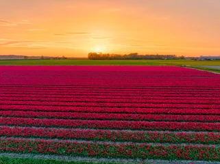 Gordijnen Sunset over a field of red tulips in The Netherlands. © Alex de Haas