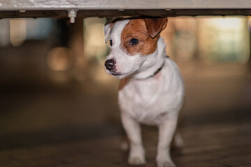 Portrait of a beautiful purebred jack russell terrier on a walk in the night city. There is artistic noise.