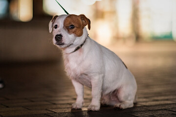 Portrait of a beautiful purebred jack russell terrier on a walk in the night city. There is artistic noise.