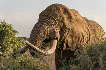 Big elephant eating in Kenya