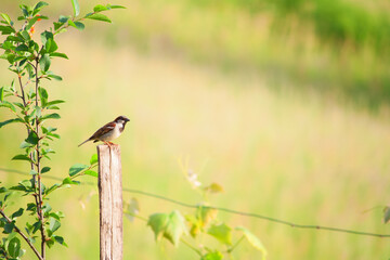 bird