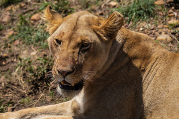 Fototapeta premium lying Female Lion breathing in Kenya