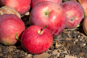 Ripe apples on the ground. Fruit harvest in the garden in autumn.