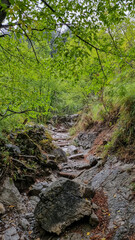 Mystical hiking trail through the forest leading to Mount Olympus, Mt Olympus National Park, Macedonia, Greece, Europe. Morning vibes after rain. Woodland footpath in spooky atmosphere