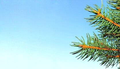 Spruce branches against a blue sky.