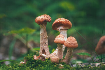 Landscape of Mushrooms shot on a hike in Stowe, Vermont