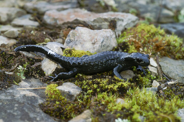 Closeup on the all black Alpine salamander, Salamandra atra from the Swiss Alps