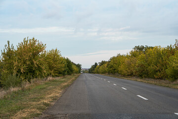 Fototapeta na wymiar asphalt road with trees on the roadside in autumn