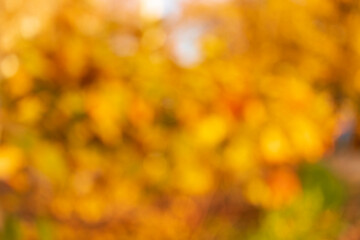Yellow and orange blurred autumn leaves on a bush, nature background. Defocused foliage in sunny autumn day