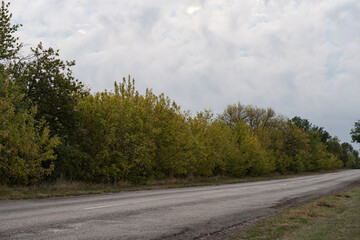 Fototapeta premium asphalt road with trees on the roadside in autumn
