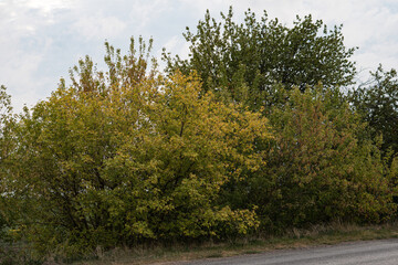 Obraz premium asphalt road with trees on the roadside in autumn