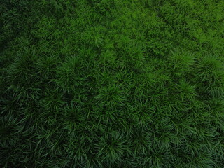 Luftaufnahme des Grases Obere Ansicht des Feldes mit grünem Gras. Gras Textur.