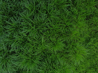 Naklejka na ściany i meble Aerial view of the grass Upper view of the field with green grass. grass texture