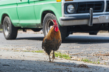 Landscape photo of a Rooster in New Orleans, Louisiana in front of a vintage Ford truck