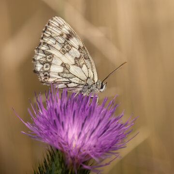 Marbled White butterfly sitting on a purple wildflower