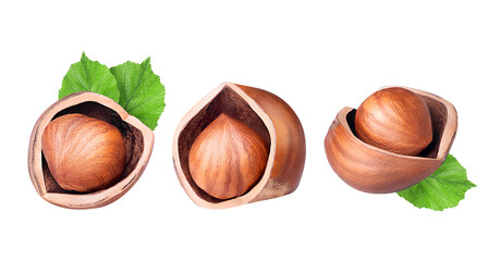 Hazelnuts isolated on white or transparent background. Collection of three cracked filbert nuts...