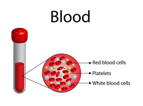 Blood Composition. Platelets, red blood (erythrocytes) and white blood cells (leukocytes). Medical test tube, Glassware or flask. Vector educational illustration.