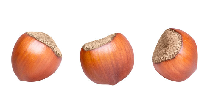 Hazelnuts isolated on white or transparent background. Collection of three whole filbert nuts