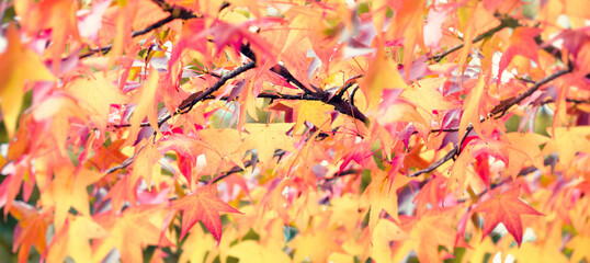 Selective and soft focus on beautiful colorful autumn leaves, beatiful nature in autumn