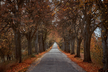 Beautiful autumn forest endless road