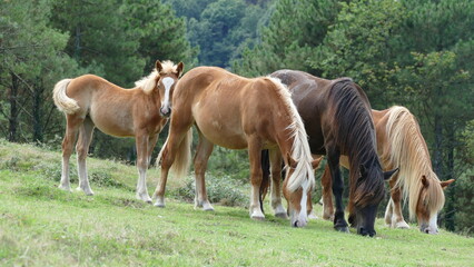 Obraz na płótnie Canvas Herd of horses grazing on a mountain