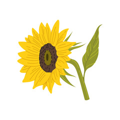 Sunflower yellow flower with green leaf. Vector gardening agriculture plant, source of sunflower oil. Summer harvest and floral design element