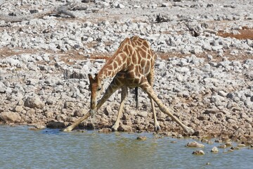 Steppengiraffe (giraffa camelopardalis) am Wasserloch von Okaukuejo im Etoscha Nationalpark in...