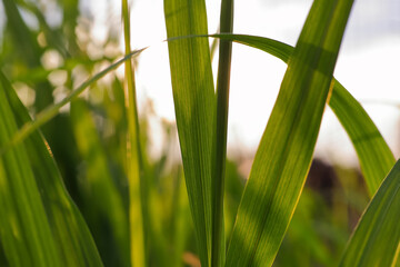 Green grass against the morning sky in Poland