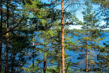 Fototapeta premium Ship pine trees on the shore of a lake in northern Europe