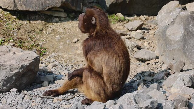A young baby monkey plays around in front of her mother. They belong to the gelada group.