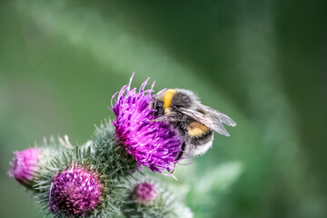 bee on a flower