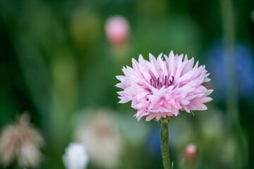 pink flower