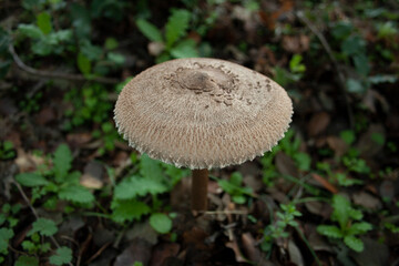 macrolepiota procera, parasol in madrid after the first autumn rains