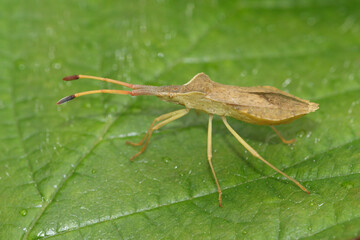 Closeup on an adult Rhombic Leatherbug, Syromastus rhombeus sitting on a green leaf