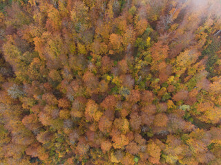 Colorful carpet of trees with autumn leaves