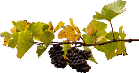 Deux grappes de raisins sur un cep de vigne alsacienne. - obrazy, fototapety, plakaty