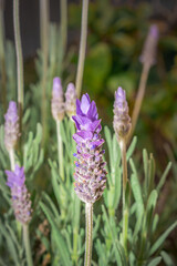 Purple lavender flower (Lavandula x intermedia) and seedhead, South Africa