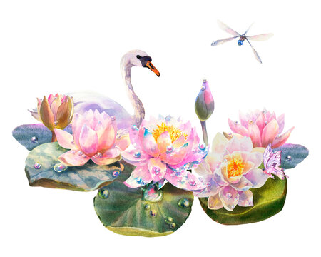 Watercolor illustration water lilies and white swan isolated on white background.