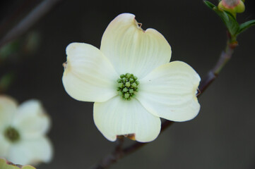 Fototapeta premium Dogwood tree blossom